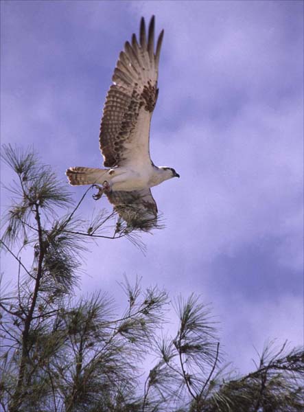 Osprey Take Off.